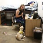 therapy dog