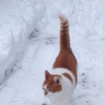 cat in the snow