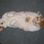cat memorial