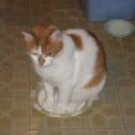 Cloud the kitty