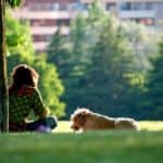 dog-264718_640