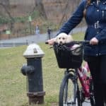 puppy-1445082_640