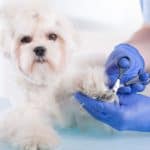 19118341 – closeup of vet hands using pet clippers to trim dog claws