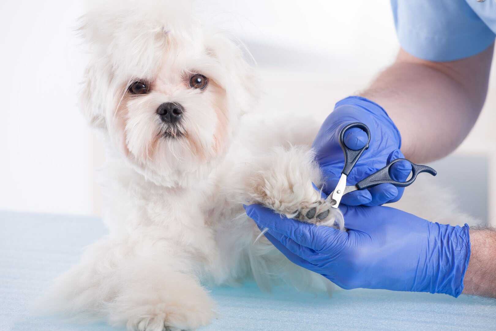 19118341 – closeup of vet hands using pet clippers to trim dog claws