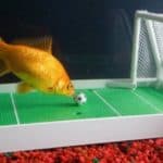 FishTraining