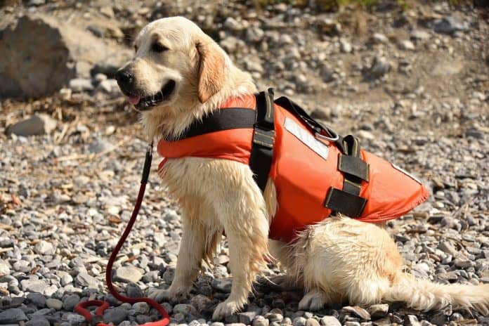 Dog in Life Jacket