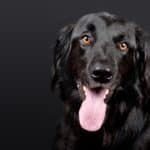 dog-1194087_960_720