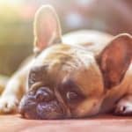 dog-1224267_960_720