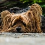 dog-195877_960_720