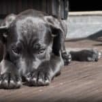 pet-423398_960_720