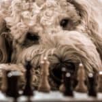 dog-2160149_1920