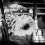 dog-1539523_1920