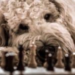 dog-2160149_1920