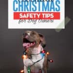 The-Essential-Dog-Christmas-Safety-Tips-for-Pet-Owners