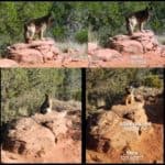 AdobeJackTrailSedonaWiena-Miena