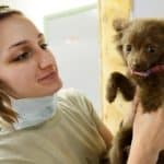 puppy-919223_960_720