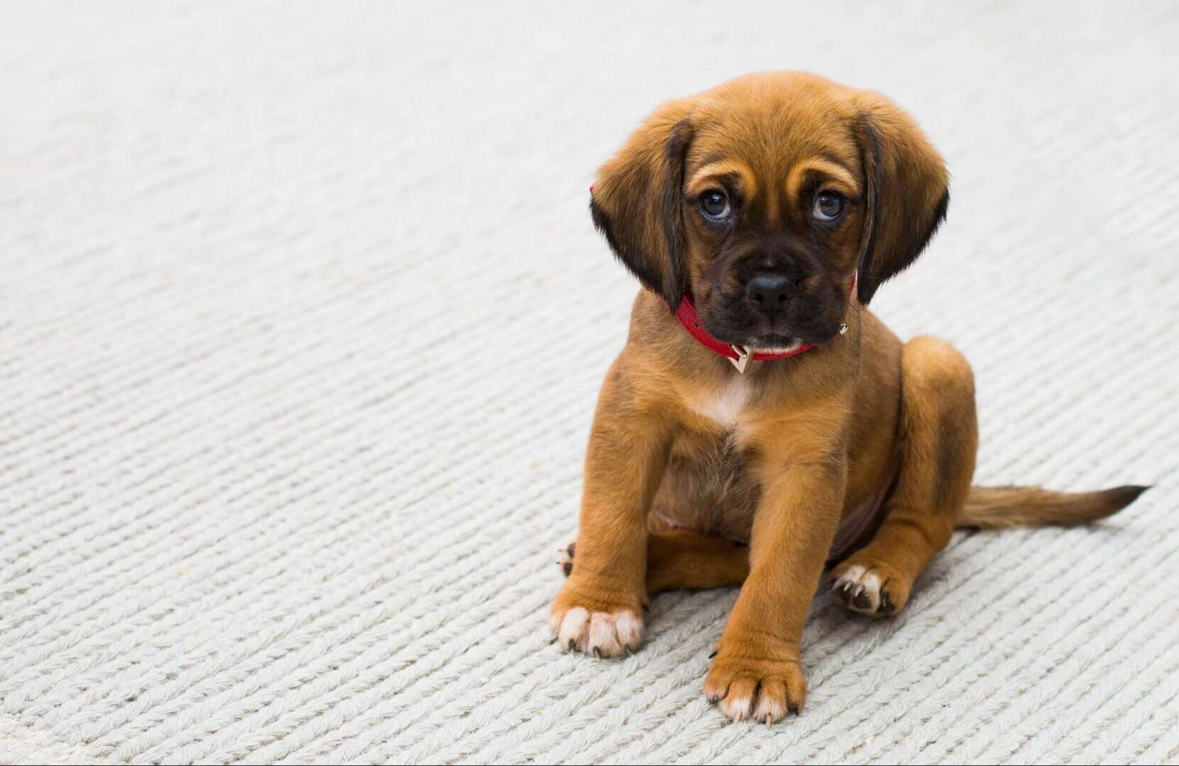 dog health benefit