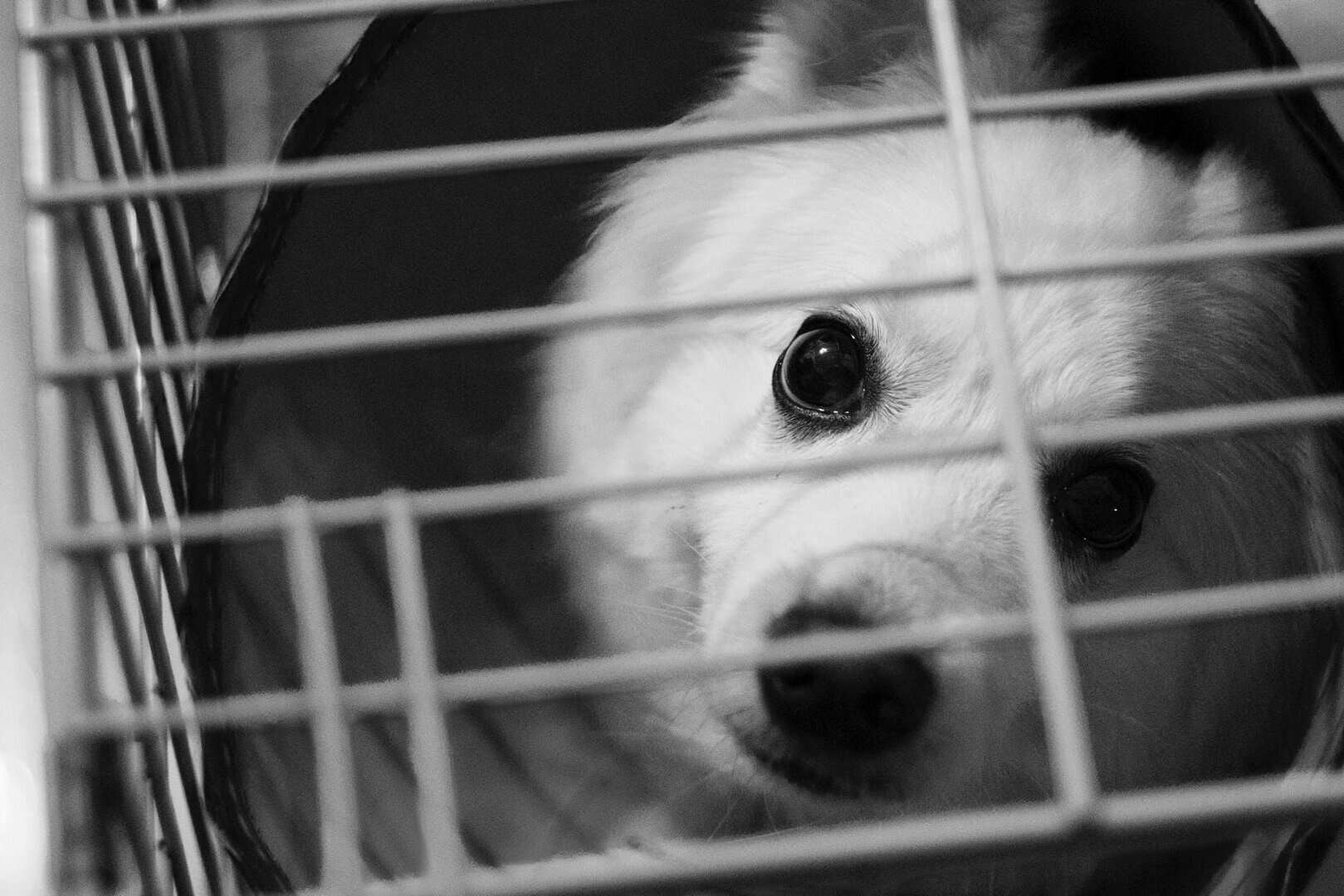 how to crate train a puppy