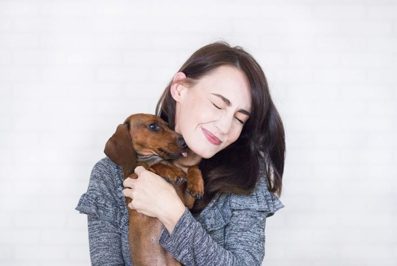 pet dog