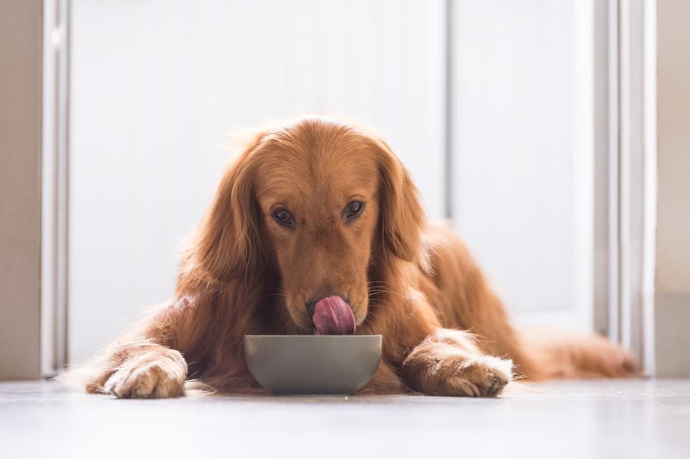 big dog nutrition