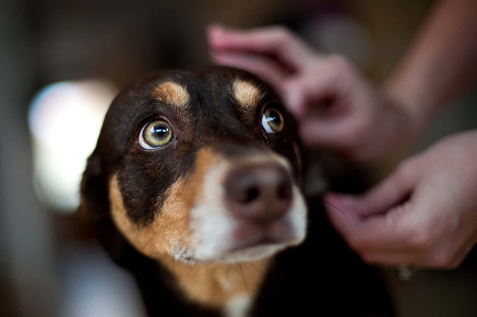 best flea and tick prevention products