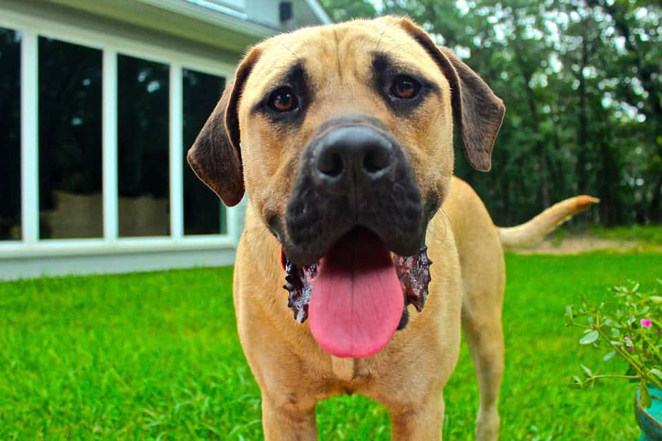 CBD oil for dogs