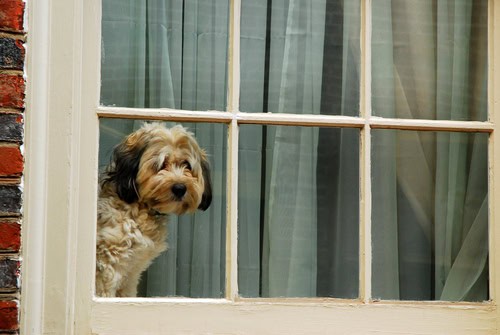 Pet Care While on Vacation
