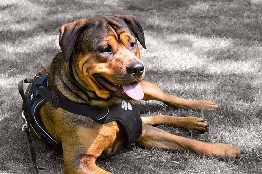 harness for your dog