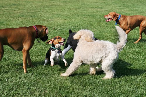 dog park