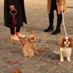SHAYA Pets