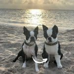 boston terrier petsies