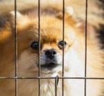 2 new Dog After a Loss of a Pet