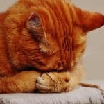 feline grief 1