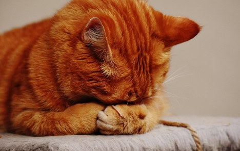 feline grief 1