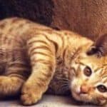 feline grief 2