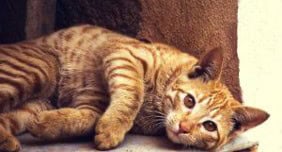 feline grief