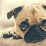 help with canine grief