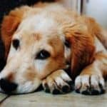 help with canine grief 2