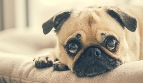 help with canine grief