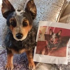 honoring your pet