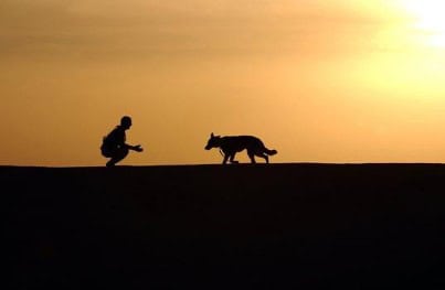 honoring your pet