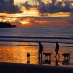 memorialize a pet 1