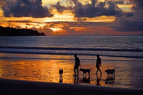 memorialize a pet 1