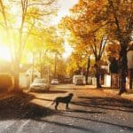memorialize dog pet 2
