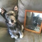 memorialize dog 3