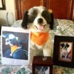pet loss 3