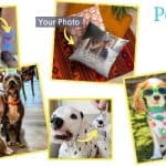 Petsies all products