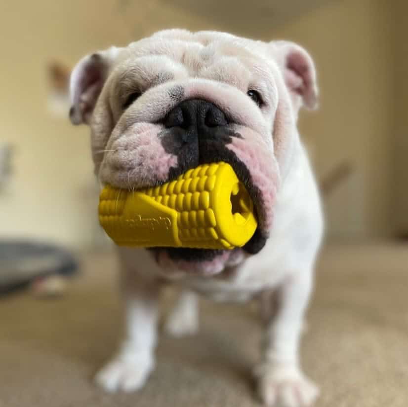 SodaPup Corn toy & treat dispenser