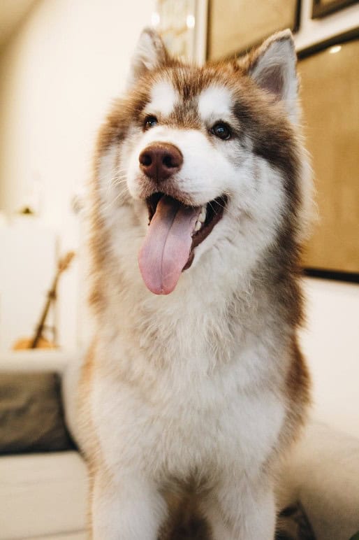 tips for owning a husky