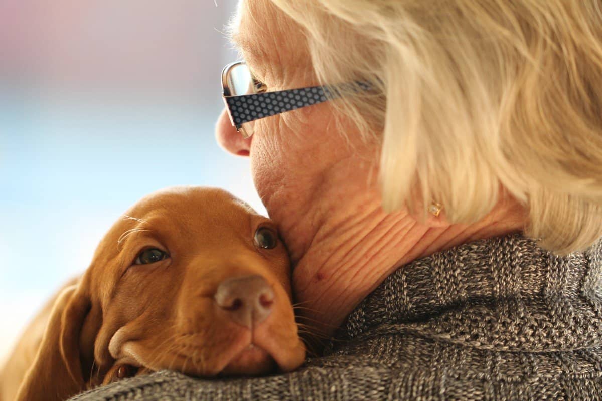 young_old_puppy_cute_love_dog_hug_vizsla-1176463